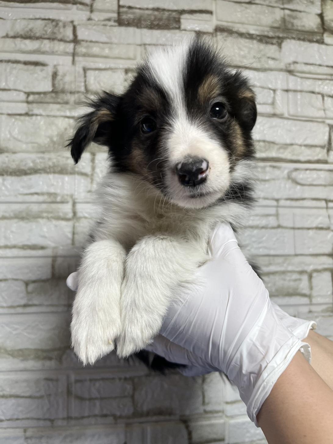 埼玉県のボーダーコリー (ペッツスマイル加須インター店/2025年10月18日生まれ/男の子/ブラックホワイトタン)の子犬の1枚目の画像