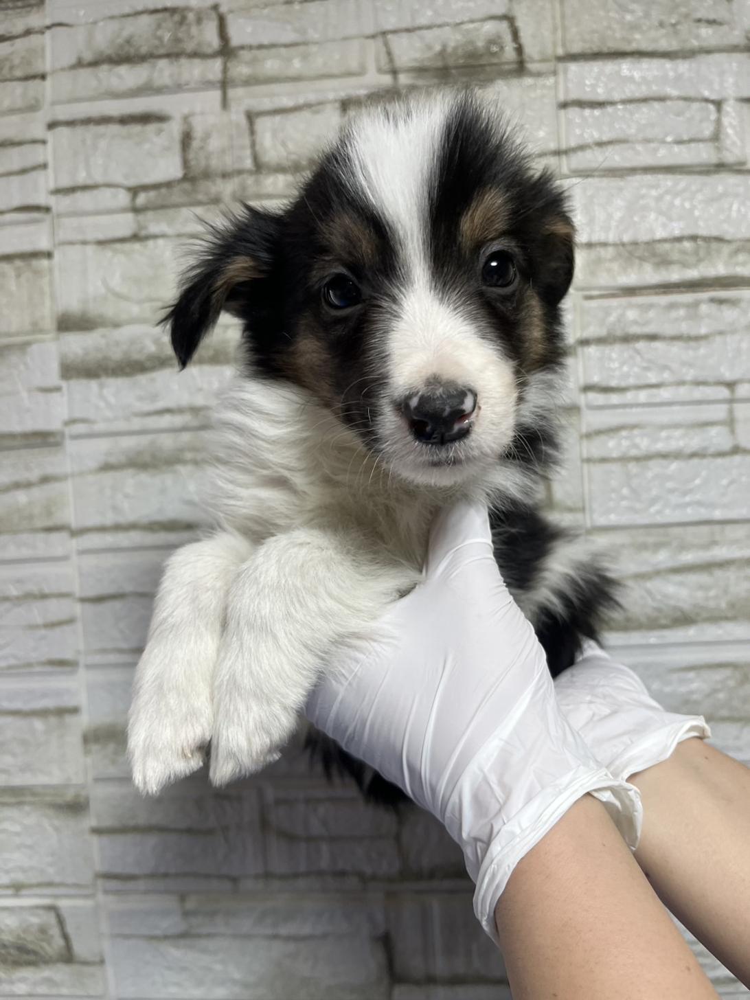 埼玉県のボーダーコリー (ペッツスマイル加須インター店/2025年10月18日生まれ/男の子/ブラックホワイトタン)の子犬の2枚目の画像