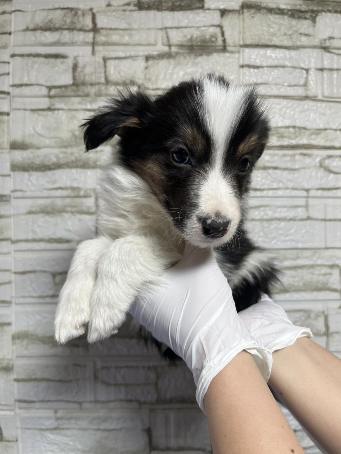 埼玉県のボーダーコリー (ペッツスマイル加須インター店/2025年10月18日生まれ/男の子/ブラックホワイトタン)の子犬の3枚目の画像