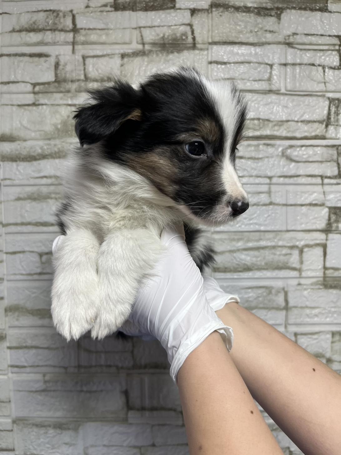 埼玉県のボーダーコリー (ペッツスマイル加須インター店/2025年10月18日生まれ/男の子/ブラックホワイトタン)の子犬の4枚目の画像