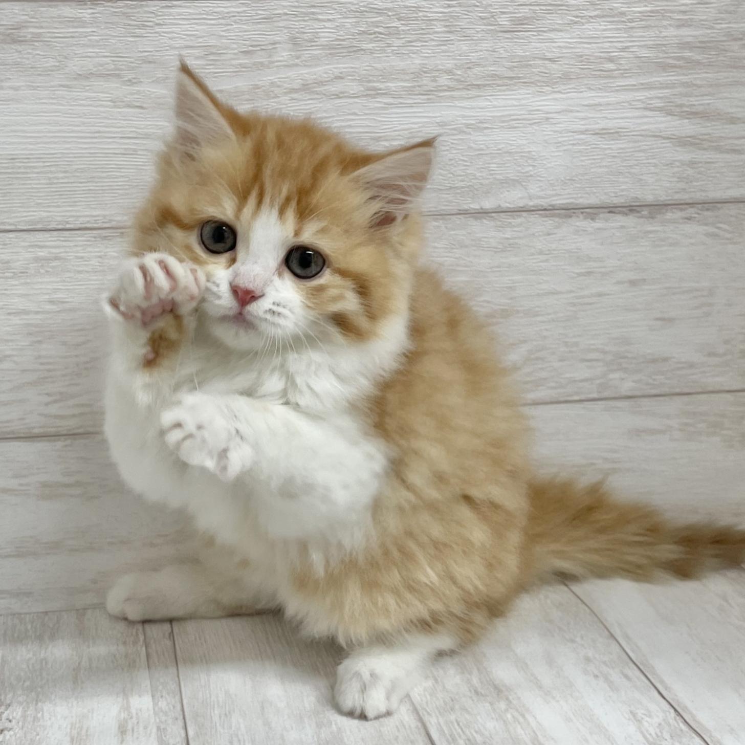 東京都のサイベリアン (ペピカファミリー水元店/2025年11月1日生まれ/女の子/レッドタビー＆ホワイト4)の子猫の1枚目の画像