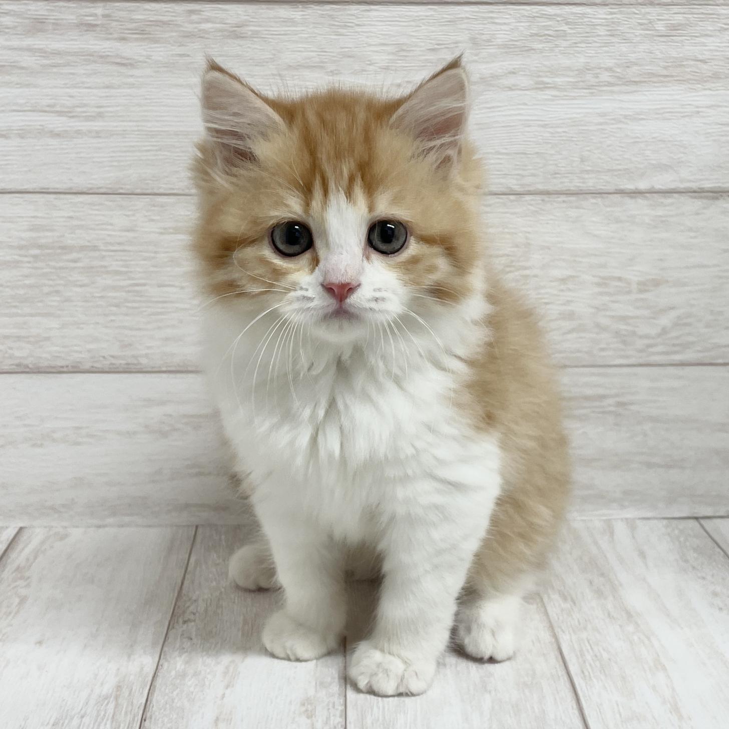 東京都のサイベリアン (ペピカファミリー水元店/2025年11月1日生まれ/女の子/レッドタビー＆ホワイト4)の子猫の2枚目の画像