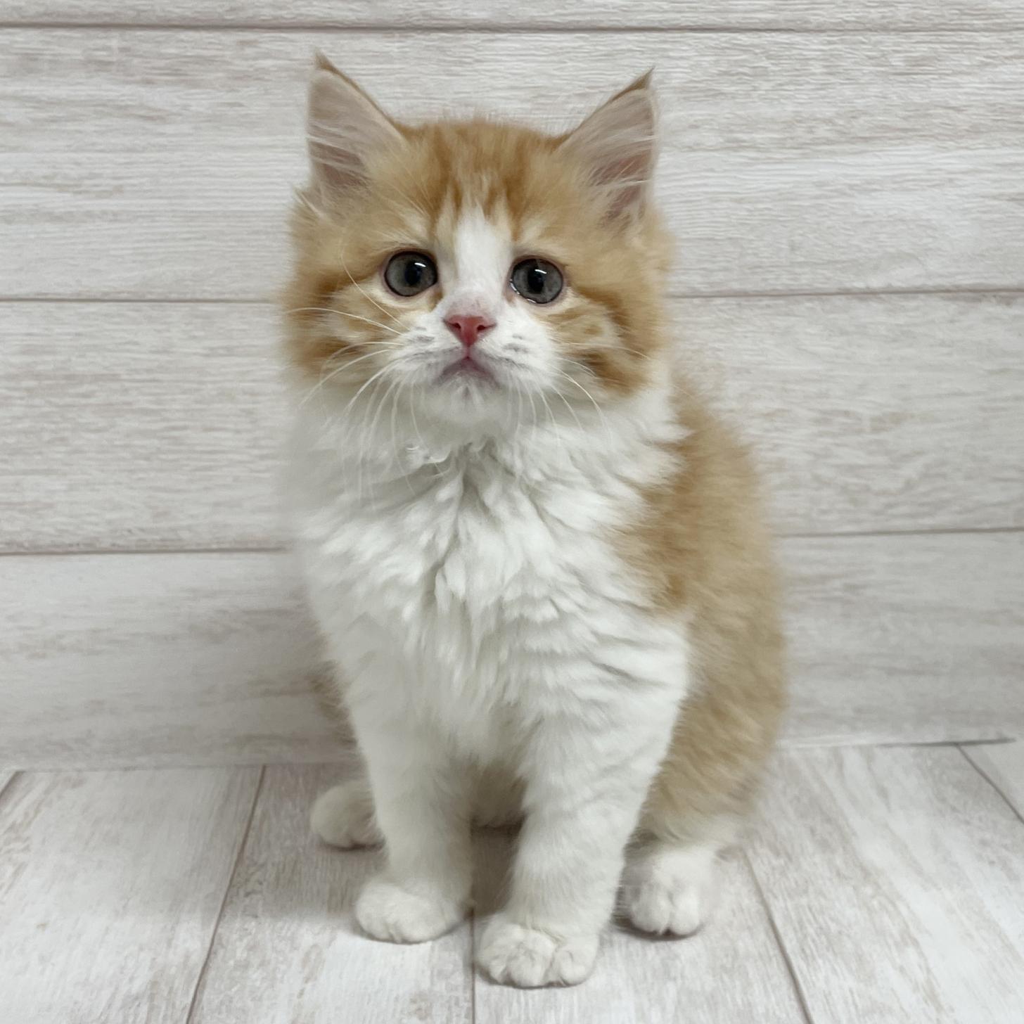 東京都のサイベリアン (ペピカファミリー水元店/2025年11月1日生まれ/女の子/レッドタビー＆ホワイト4)の子猫の3枚目の画像