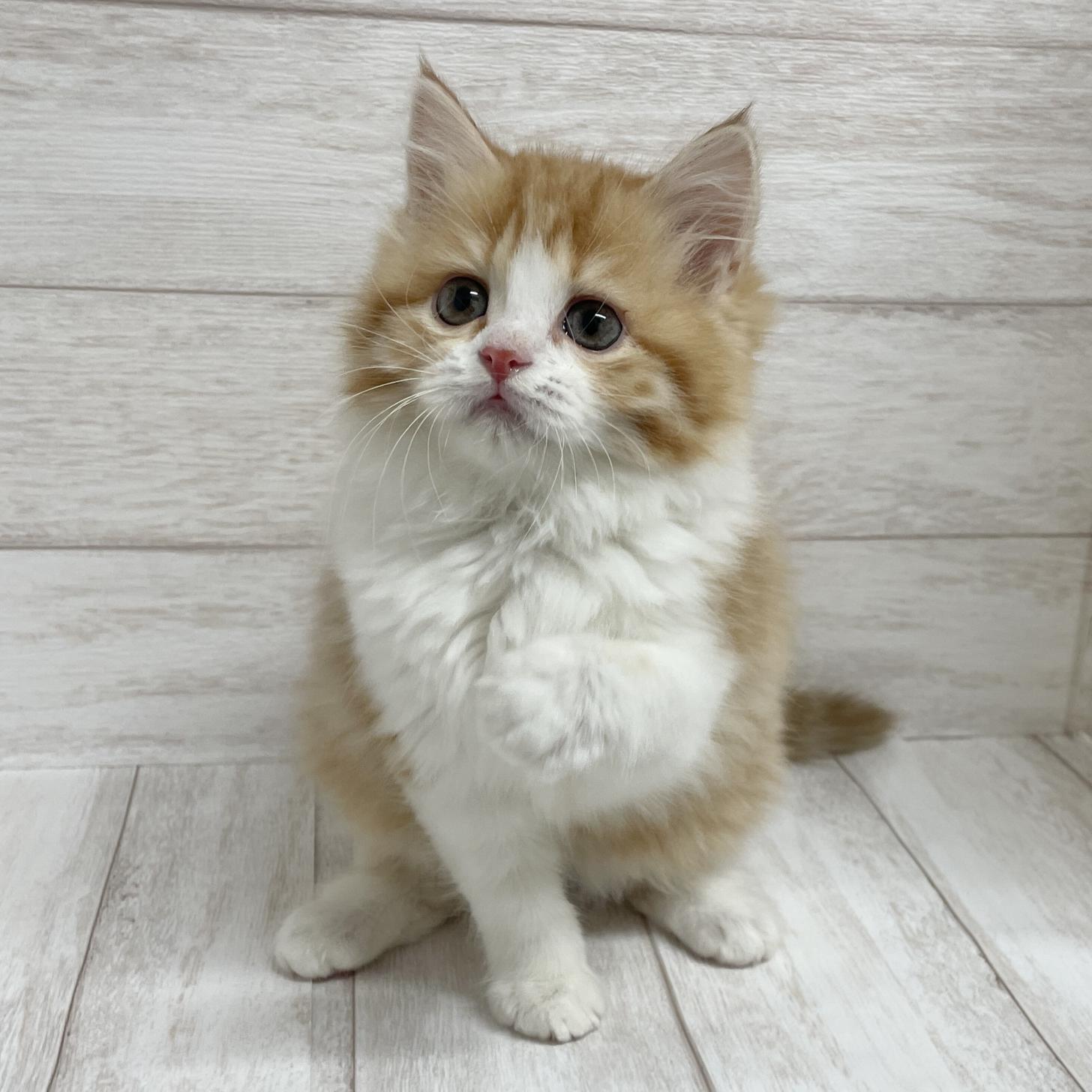 東京都のサイベリアン (ペピカファミリー水元店/2025年11月1日生まれ/女の子/レッドタビー＆ホワイト4)の子猫の4枚目の画像