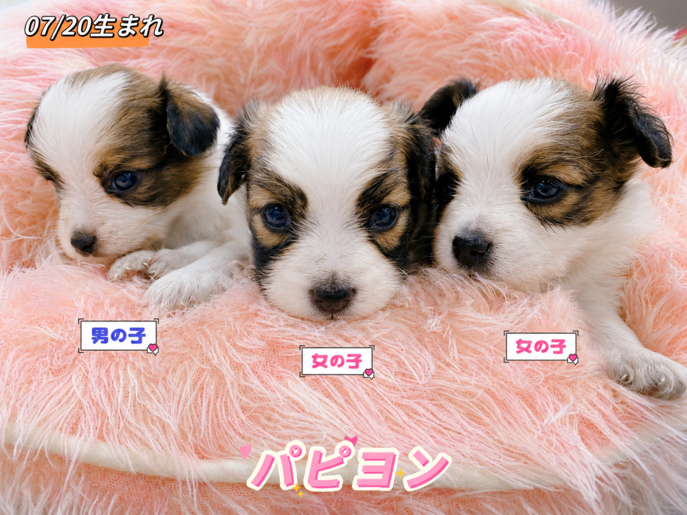 新潟県のパピヨン (竹内ペット 新津本店/2026年7月20日生まれ/男の子/レッドホワイト)の子犬の1枚目の画像