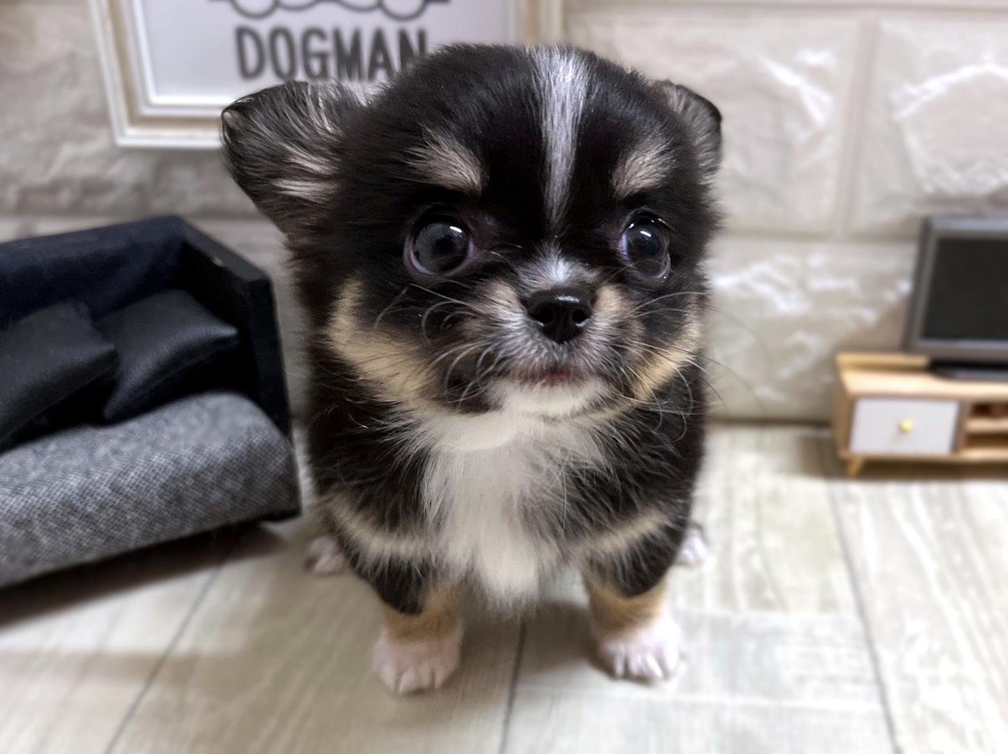 大阪府のチワワ(ロング) (DOGMAN平野瓜破店/2025年11月24日生まれ/女の子/ブラックタンホワイト)の子犬の1枚目の画像