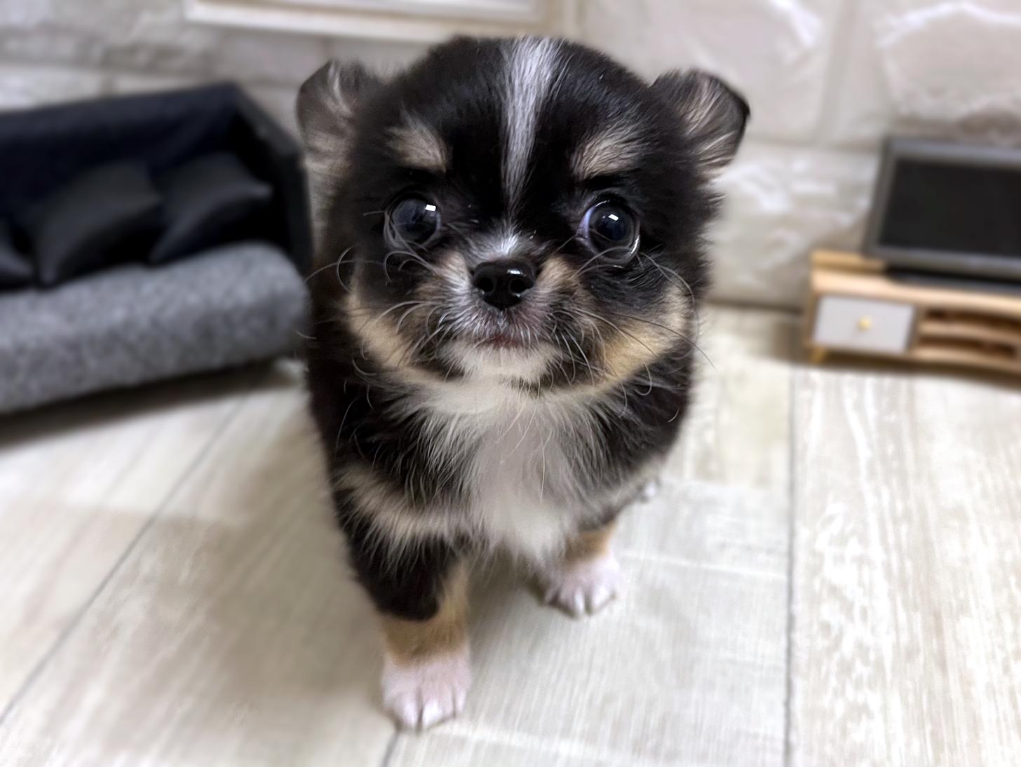 大阪府のチワワ(ロング) (DOGMAN平野瓜破店/2025年11月24日生まれ/女の子/ブラックタンホワイト)の子犬の2枚目の画像