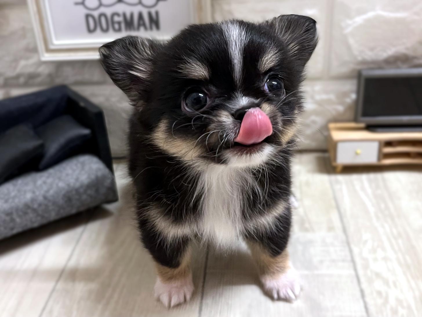 大阪府のチワワ(ロング) (DOGMAN平野瓜破店/2025年11月24日生まれ/女の子/ブラックタンホワイト)の子犬の3枚目の画像