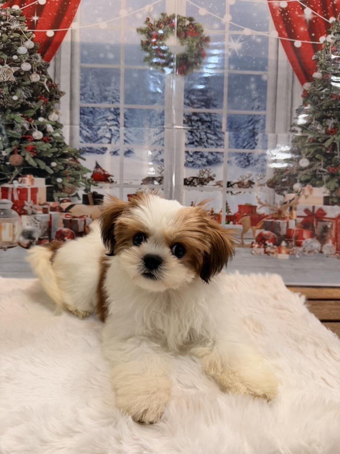 佐賀県のチワズー/チワシーズ(チワワ×シーズー) (スタードッグス新鳥栖店/2025年7月21日生まれ/女の子/ゴールドホワイト)の子犬