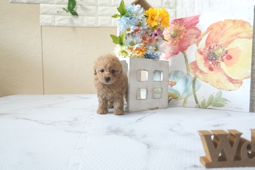 滋賀県のトイプードル(トイ) (いっぷく湖南店/2025年6月22日生まれ/女の子/オレンジフォーン)の子犬の4枚目の画像