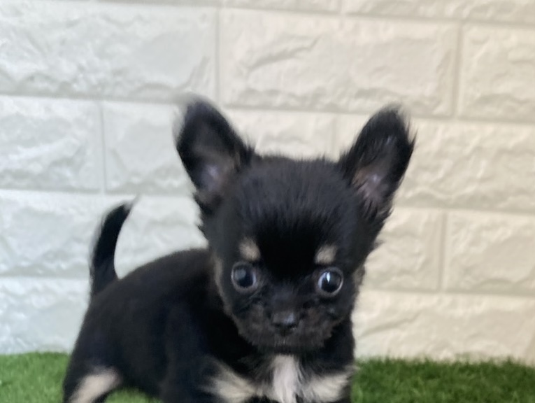 東京都のチワワ(ロング) (ペットショップcoco東京港区店/2025年8月21日生まれ/男の子/ブラックタン)の子犬