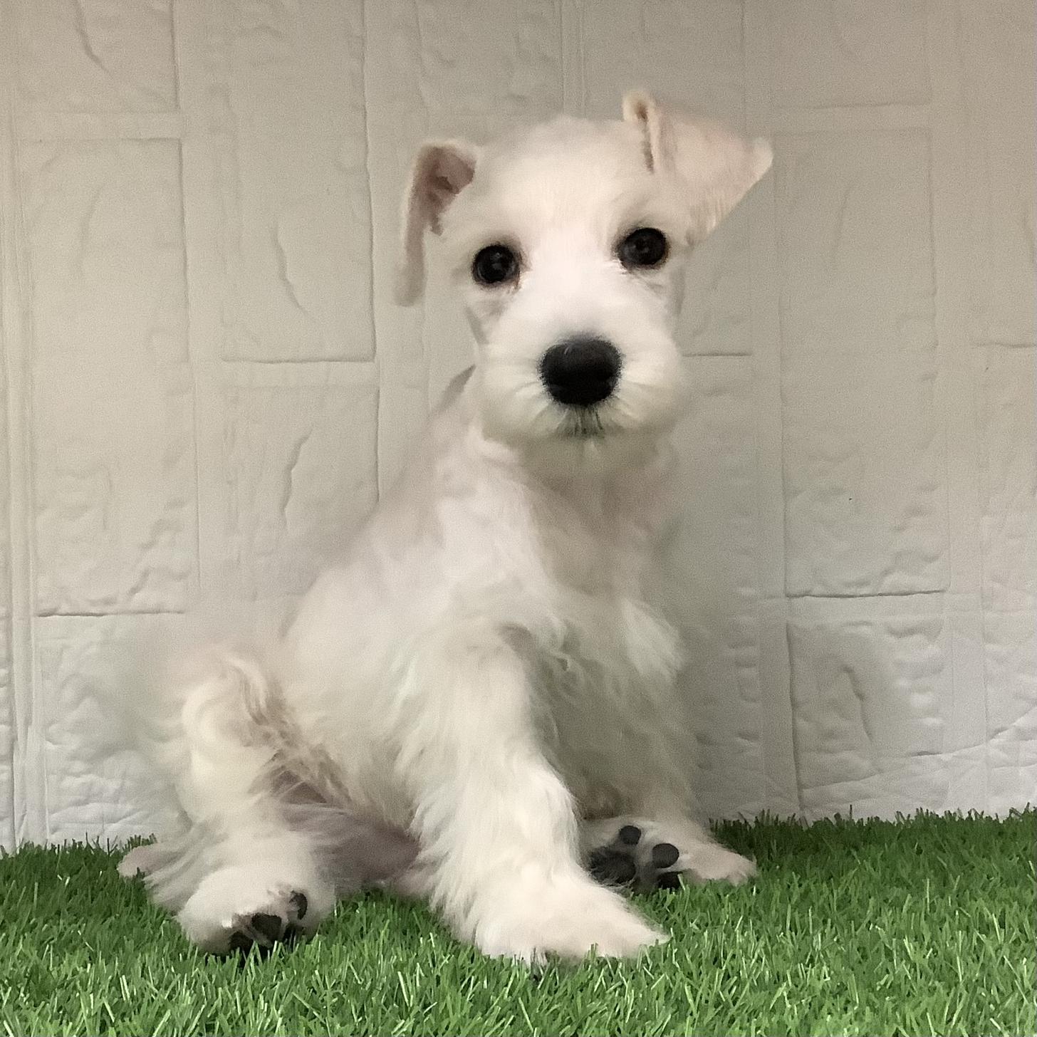 佐賀県のミニチュアシュナウザー (ドッグズホーム佐賀店/2025年9月21日生まれ/男の子/ホワイト)の子犬