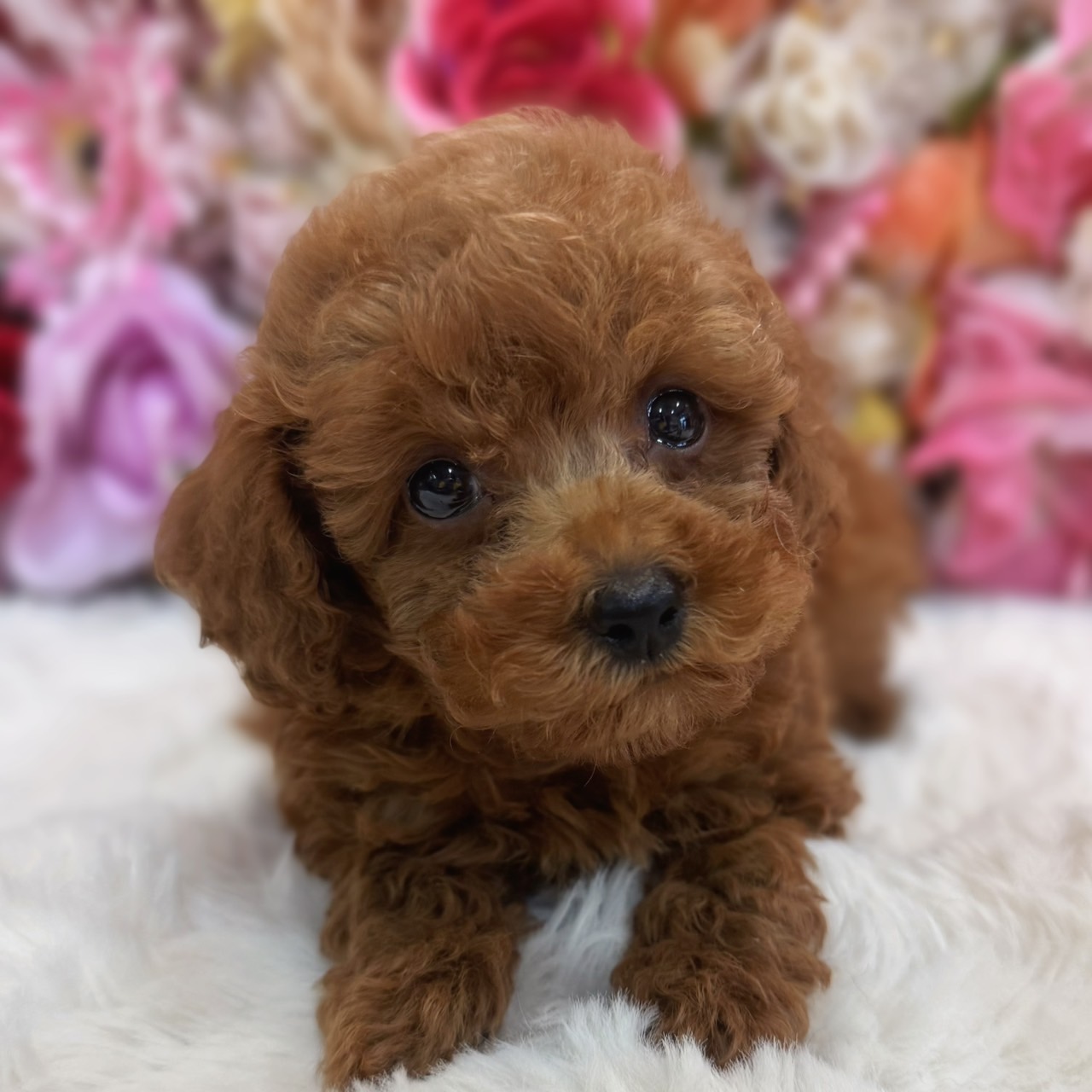 福岡県のトイプードル(トイ) (スタードッグス大牟田店/2026年8月12日生まれ/男の子/レッド)の子犬