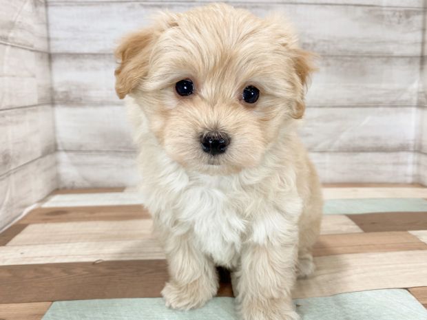 新潟県のマルプー(マルチーズ×プードル) (竹内ペット 新津本店/2025年11月17日生まれ/男の子/クリーム)の子犬の1枚目の画像