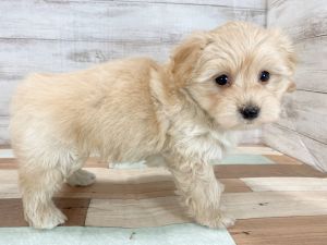 新潟県のマルプー(マルチーズ×プードル) (竹内ペット 新津本店/2025年11月17日生まれ/男の子/クリーム)の子犬の2枚目の画像