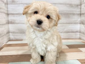 新潟県のマルプー(マルチーズ×プードル) (竹内ペット 新津本店/2025年11月17日生まれ/男の子/クリーム)の子犬の3枚目の画像