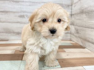 新潟県のマルプー(マルチーズ×プードル) (竹内ペット 新津本店/2025年11月17日生まれ/男の子/クリーム)の子犬の4枚目の画像