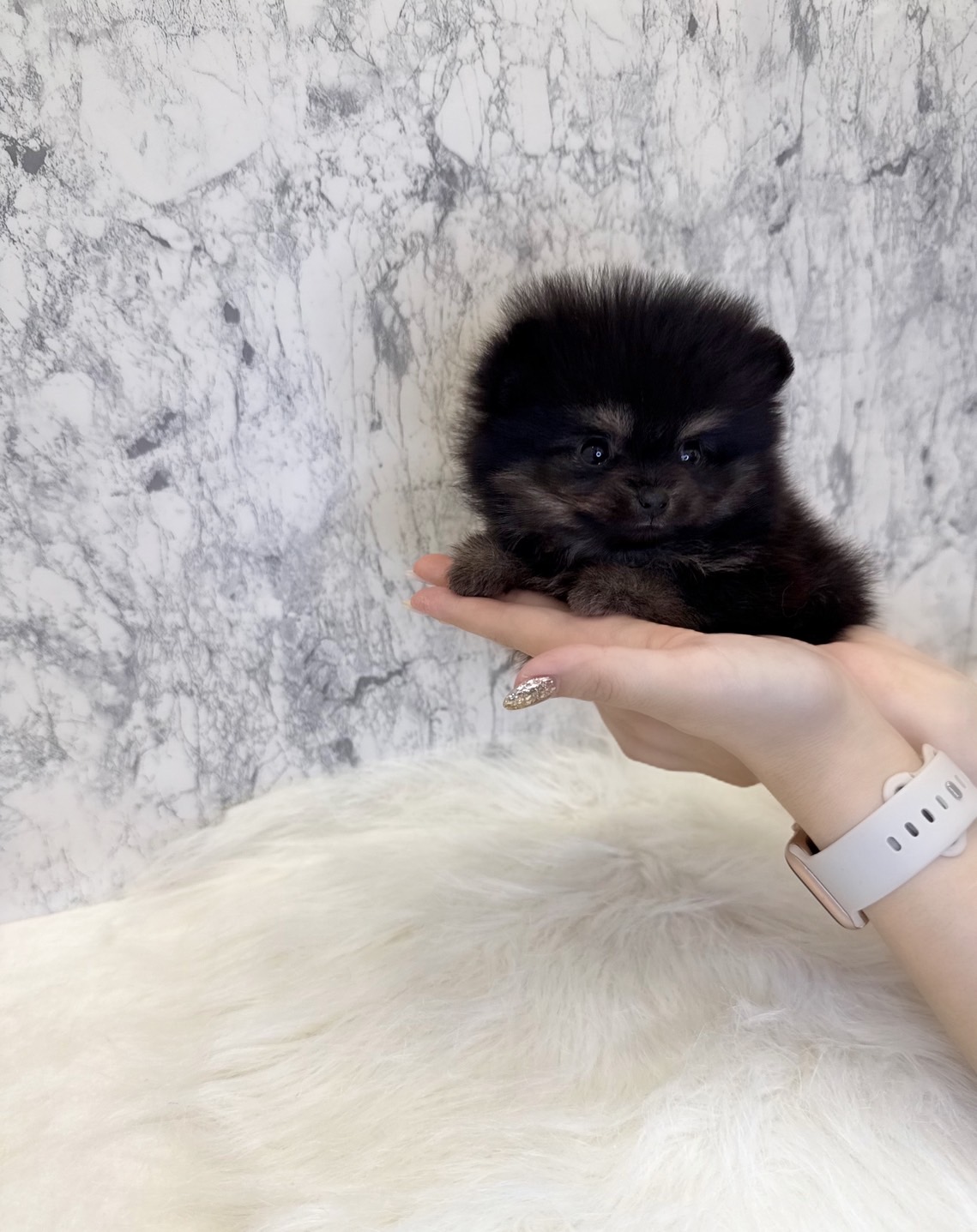 埼玉県のポメラニアン (PETSHOP FATIS/2025年6月27日生まれ/女の子/ブラックタン)の子犬の1枚目の画像