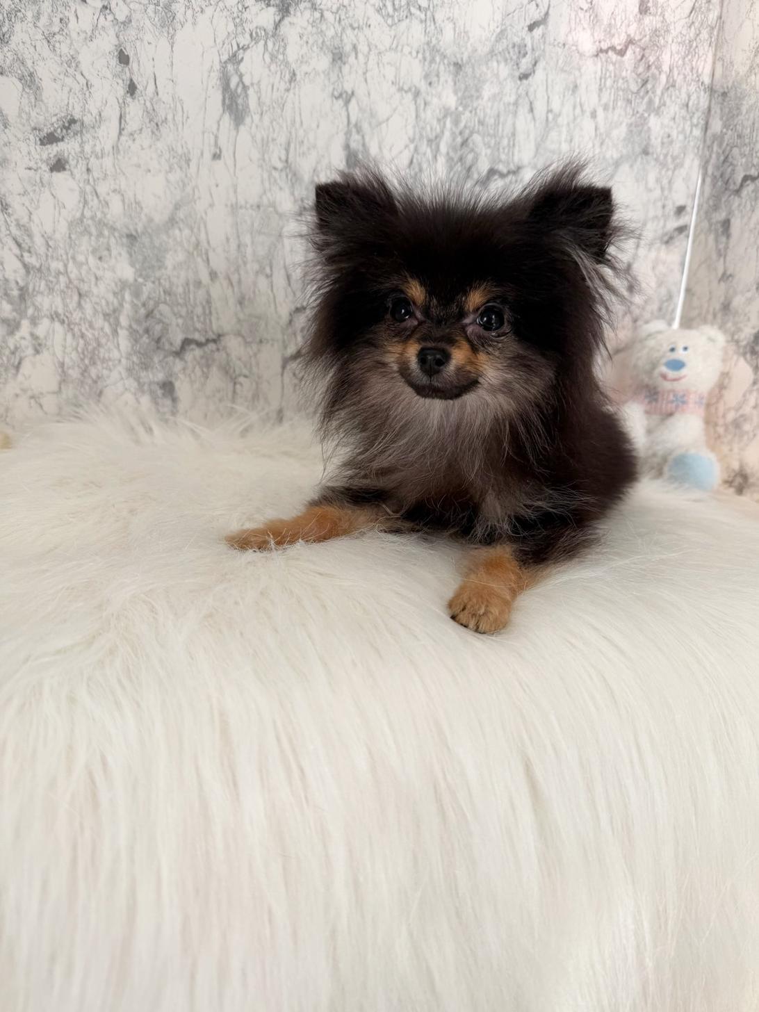 埼玉県のポメラニアン (PETSHOP FATIS/2025年6月27日生まれ/女の子/ブラックタン)の子犬の1枚目の画像