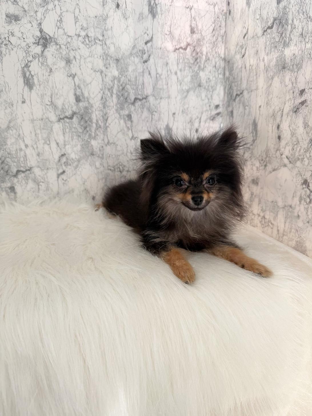 埼玉県のポメラニアン (PETSHOP FATIS/2025年6月27日生まれ/女の子/ブラックタン)の子犬の2枚目の画像