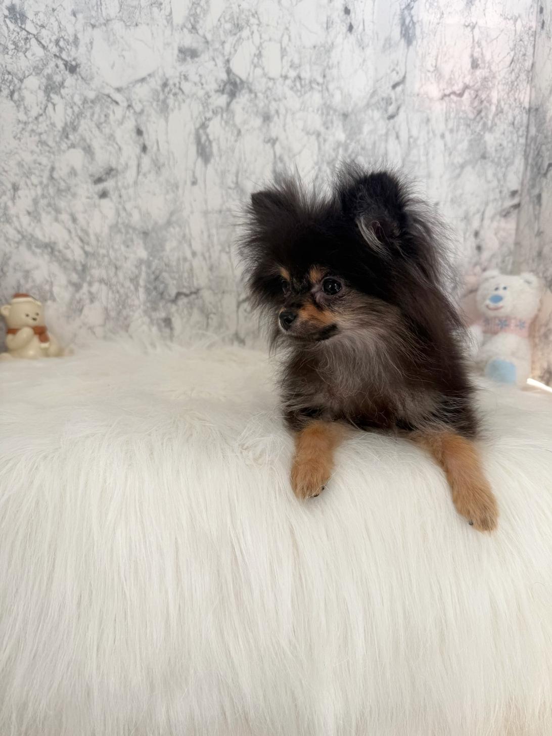 埼玉県のポメラニアン (PETSHOP FATIS/2025年6月27日生まれ/女の子/ブラックタン)の子犬の3枚目の画像