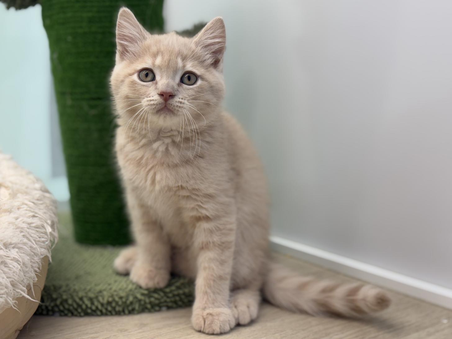 神奈川県のマンチカン (Doggy Style 小田原店/2025年8月28日生まれ/男の子/クリーム)の子猫