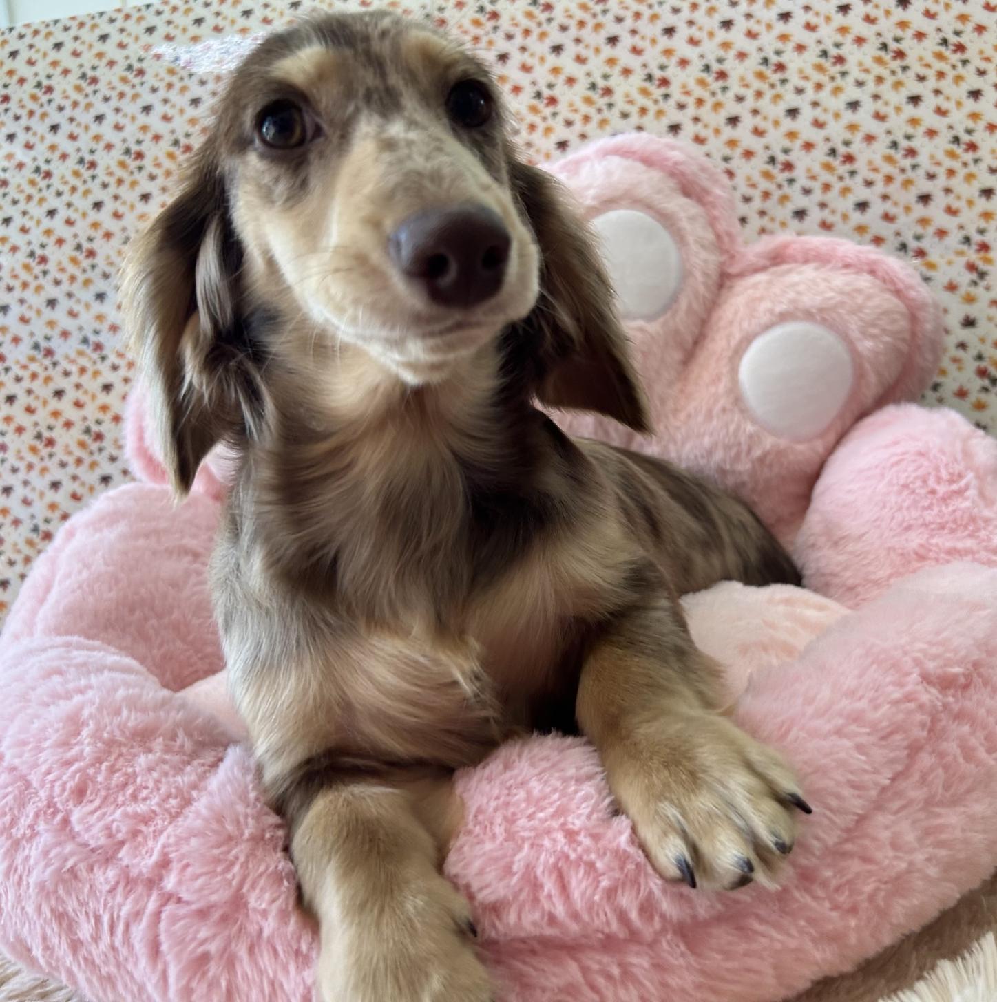 佐賀県のミニチュアダックスフンド(ロング) (スタードッグス新鳥栖店/2025年5月26日生まれ/女の子/チョコレートダップル)の子犬の1枚目の画像