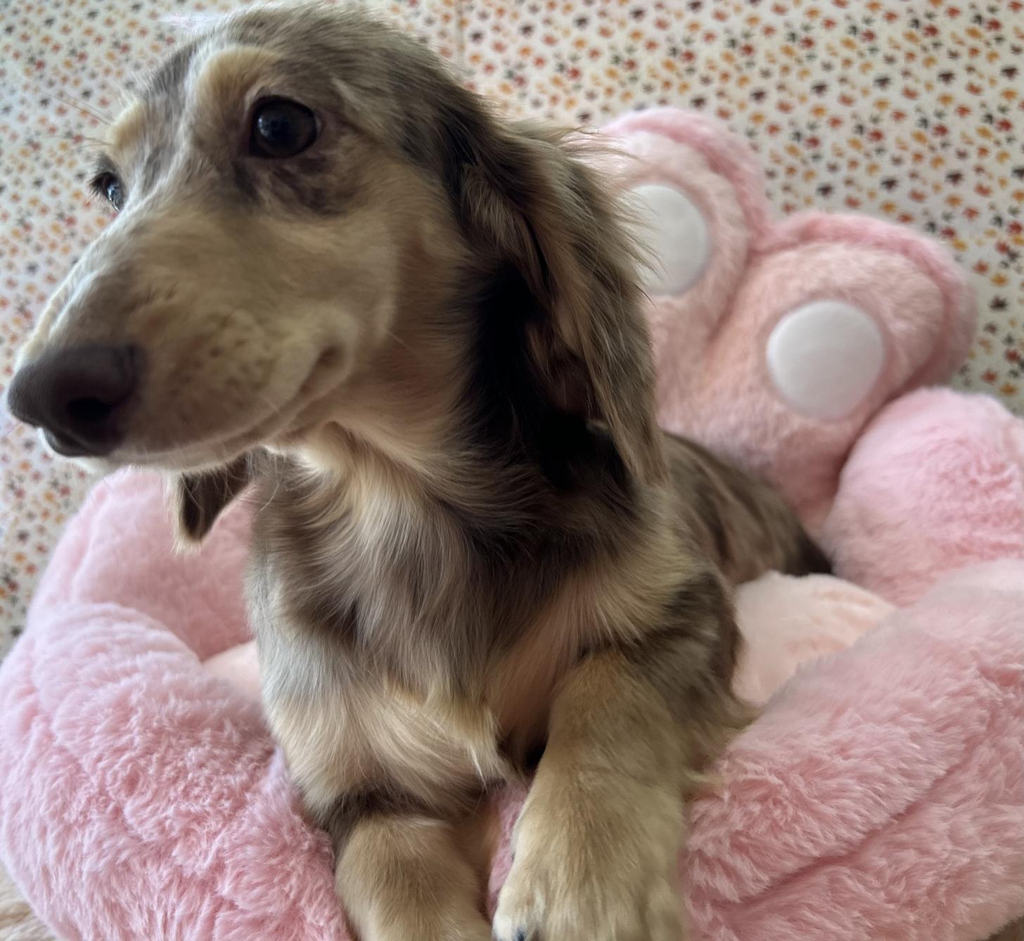 佐賀県のミニチュアダックスフンド(ロング) (スタードッグス新鳥栖店/2025年5月26日生まれ/女の子/チョコレートダップル)の子犬の2枚目の画像