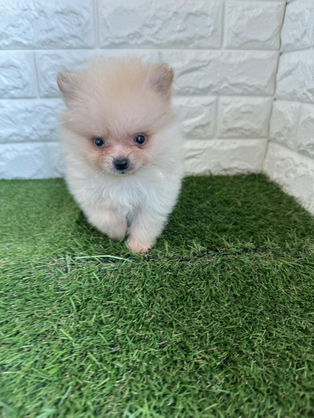 東京都のポメラニアン (ペットショップcoco東京港区店/2025年8月10日生まれ/男の子/クリーム)の子犬