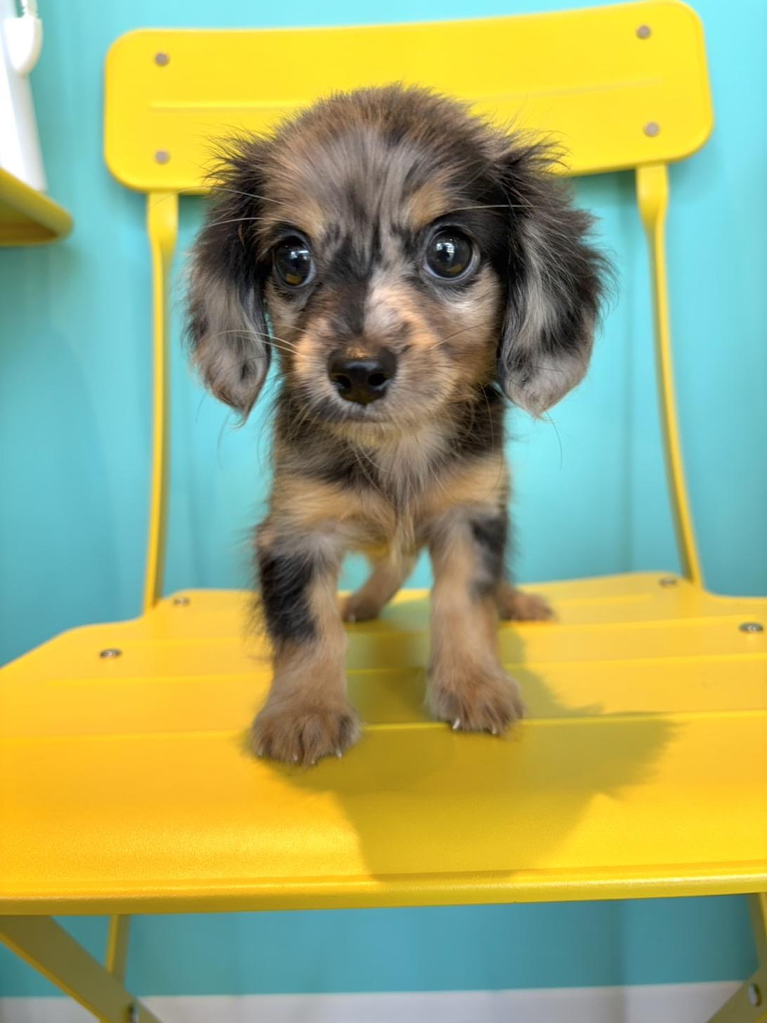 埼玉県のチワックス(チワワ×ダックス) (PET SHOP Tiny tales/2026年6月2日生まれ/男の子/シルバーダップル)の子犬の1枚目の画像