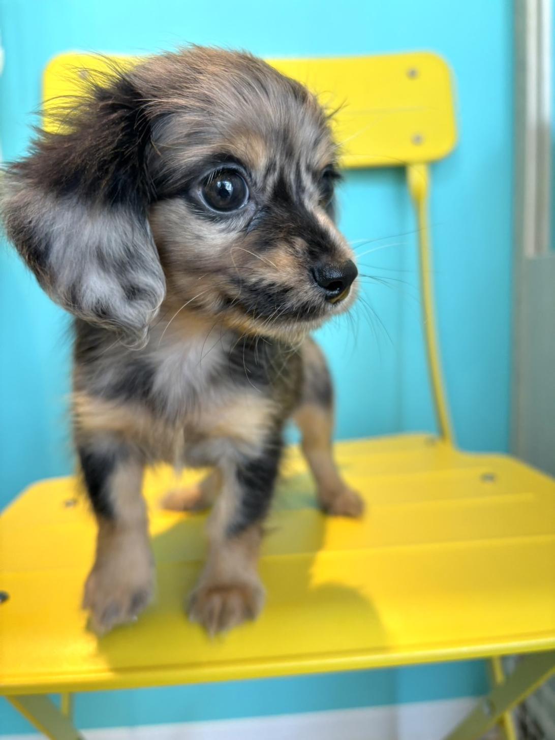 埼玉県のチワックス(チワワ×ダックス) (PET SHOP Tiny tales/2026年6月2日生まれ/男の子/シルバーダップル)の子犬の2枚目の画像