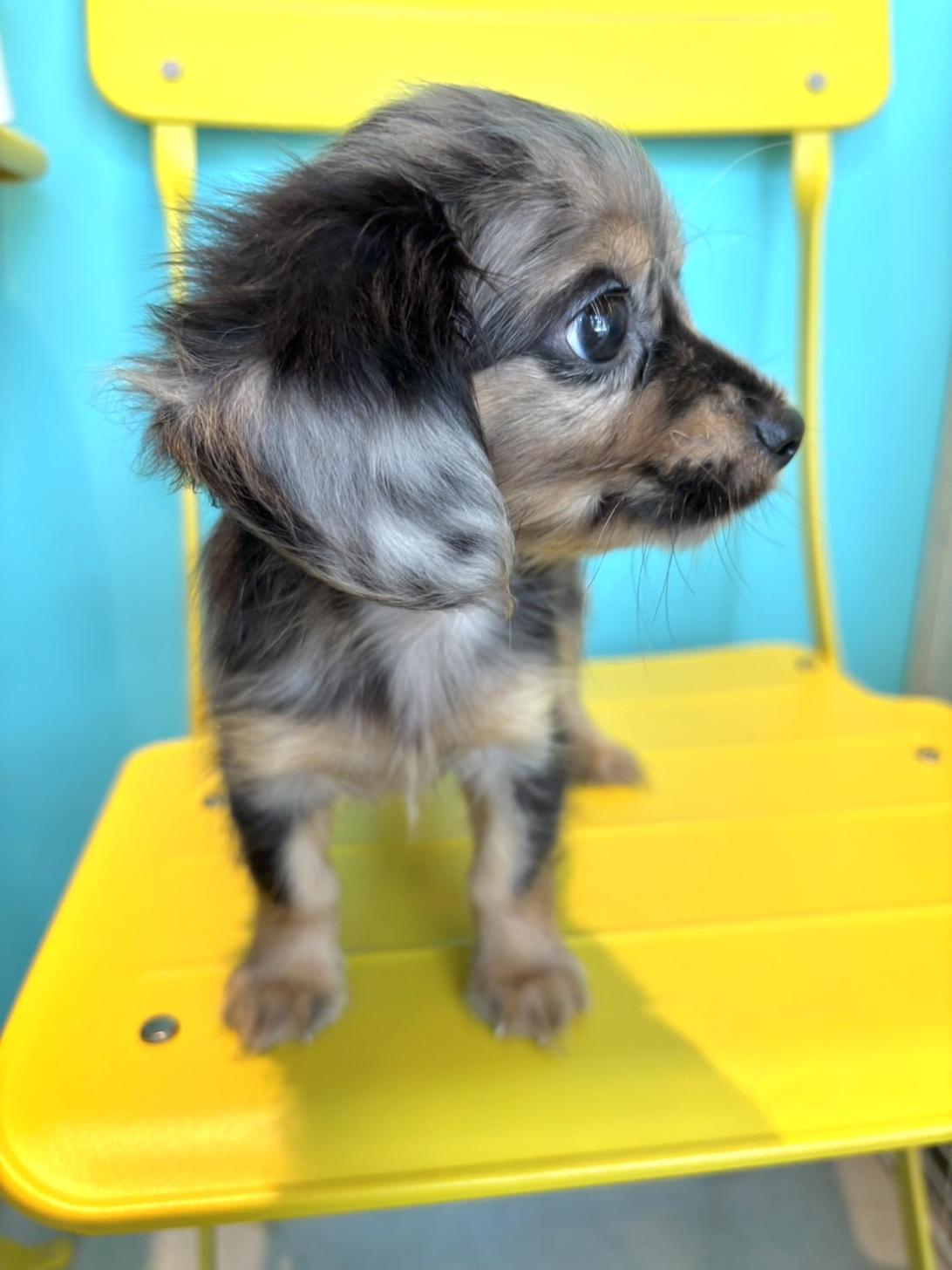 埼玉県のチワックス(チワワ×ダックス) (PET SHOP Tiny tales/2026年6月2日生まれ/男の子/シルバーダップル)の子犬の3枚目の画像