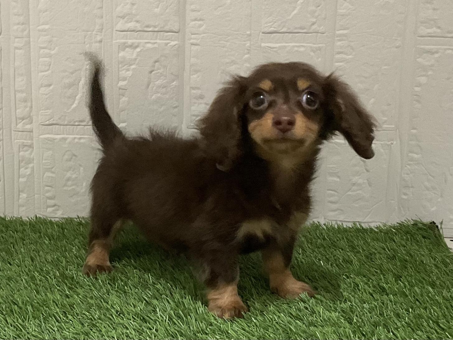 佐賀県のカニンヘンダックスフンド(ロング) (ドッグズホーム佐賀店/2025年12月1日生まれ/女の子/チョコレートタン)の子犬
