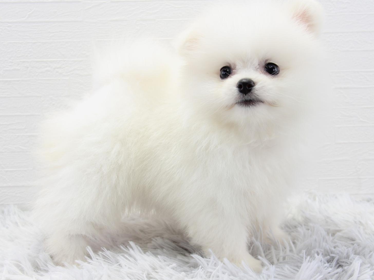 愛知県のポメラニアン (猫福家 名古屋南店/2026年3月26日生まれ/女の子/クリーム)の子犬の4枚目の画像