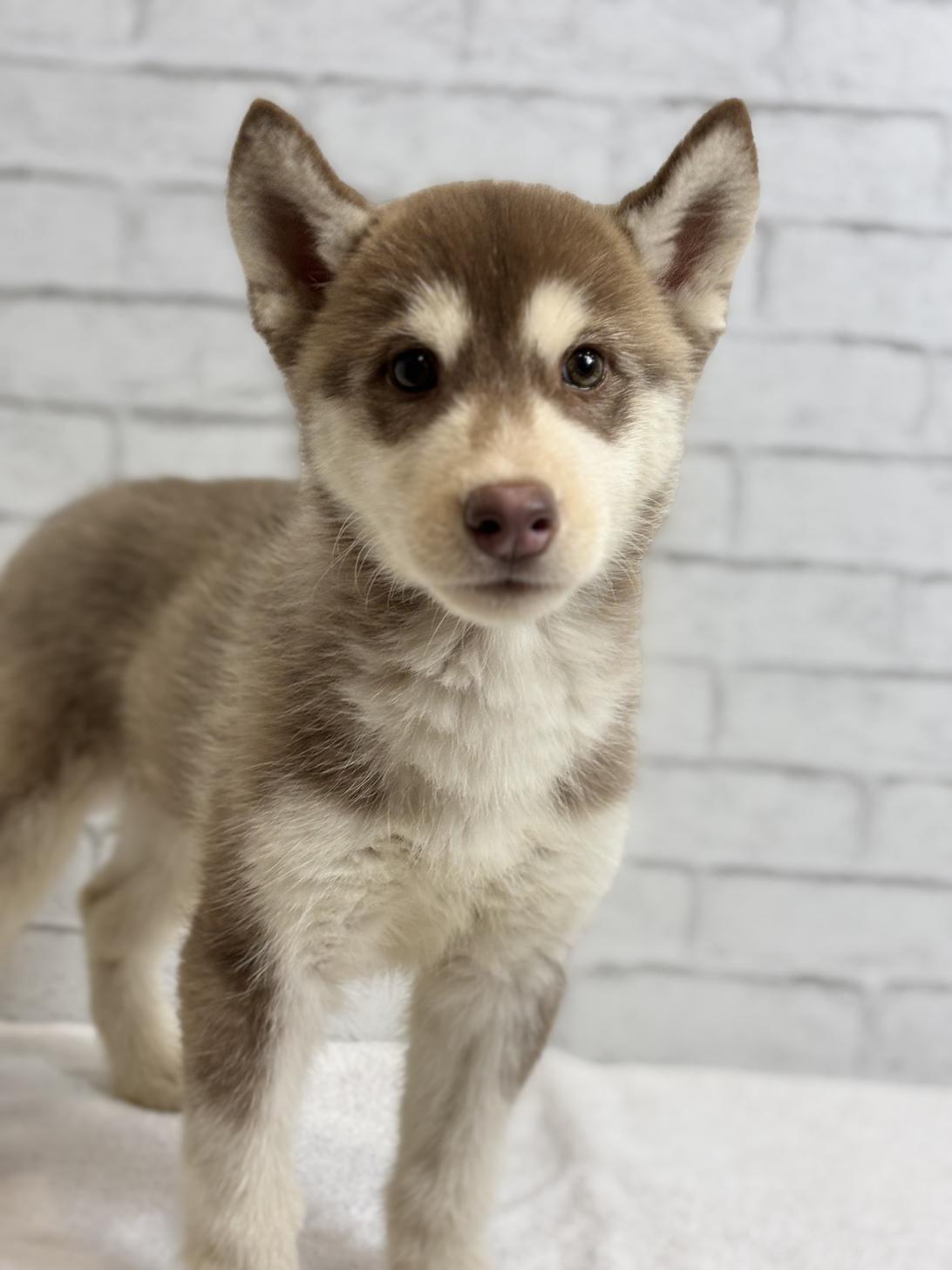 埼玉県のシベリアンハスキー (ペッツスマイル加須インター店/2025年8月30日生まれ/女の子/チョコレートホワイト)の子犬の1枚目の画像