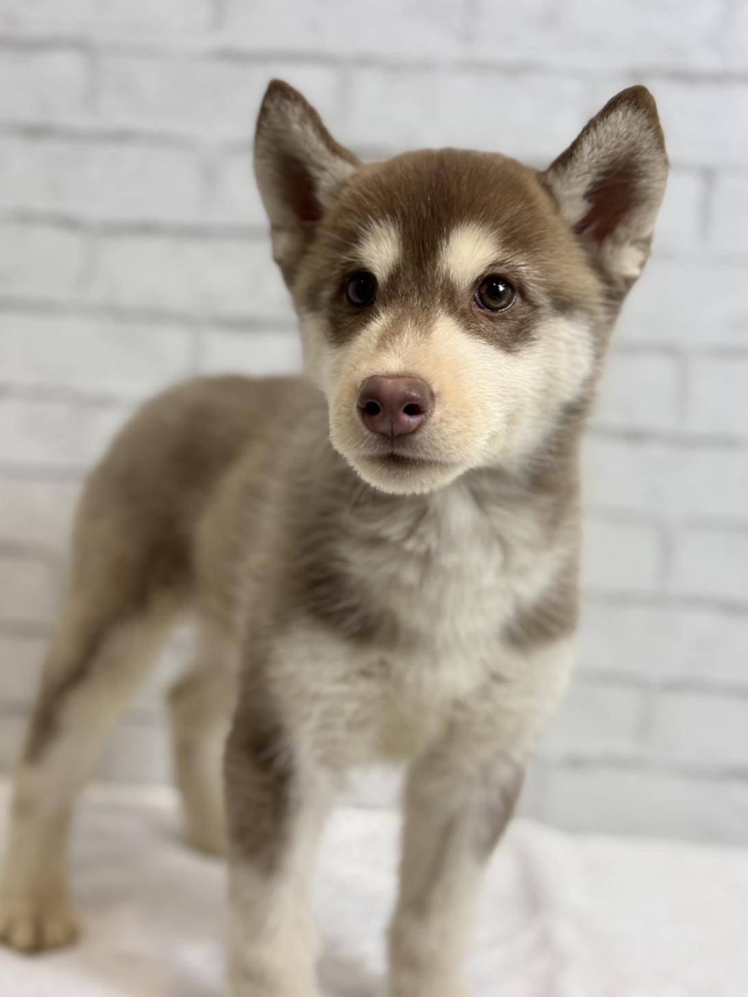 埼玉県のシベリアンハスキー (ペッツスマイル加須インター店/2025年8月30日生まれ/女の子/チョコレートホワイト)の子犬の2枚目の画像