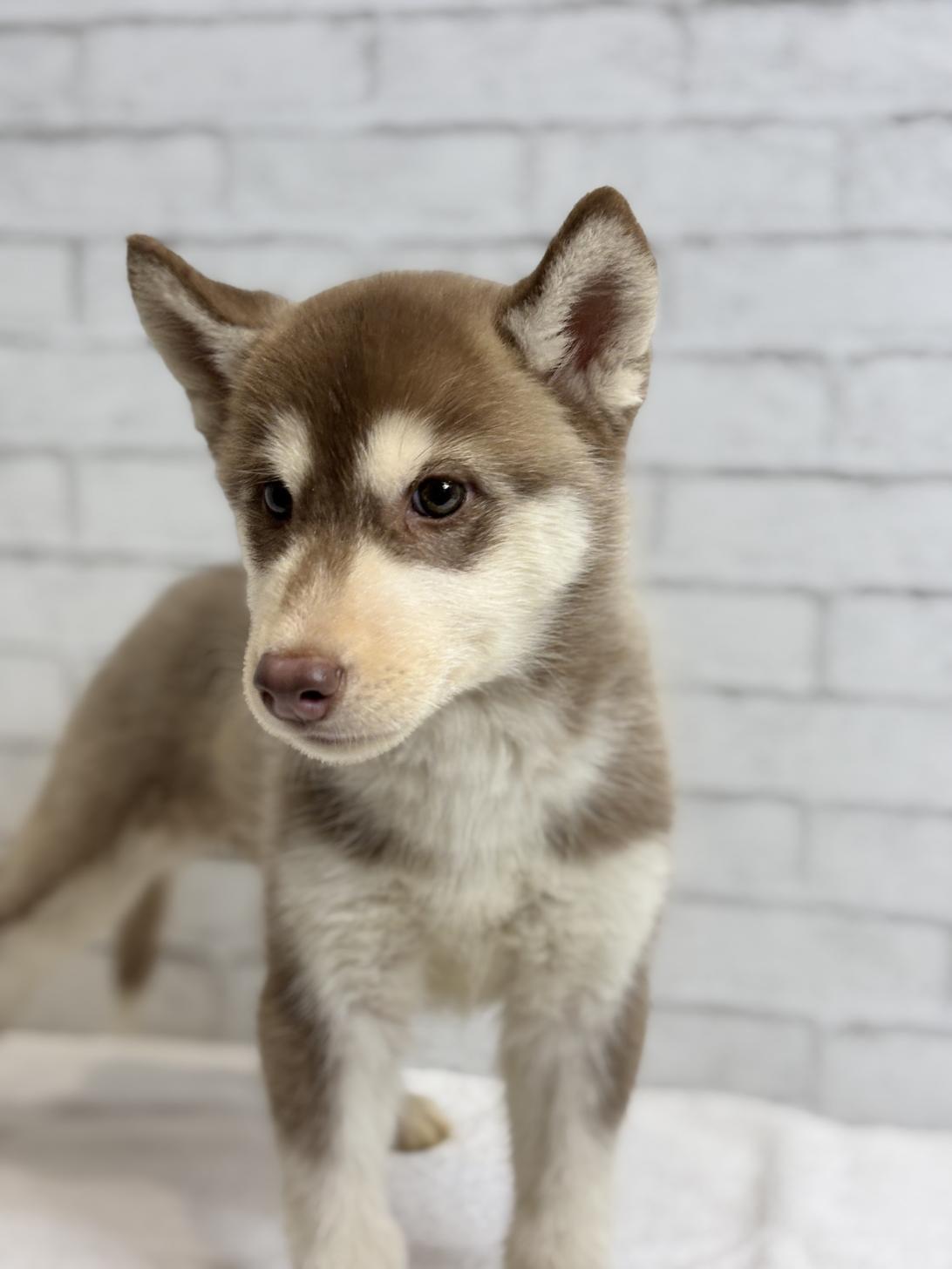 埼玉県のシベリアンハスキー (ペッツスマイル加須インター店/2025年8月30日生まれ/女の子/チョコレートホワイト)の子犬の3枚目の画像