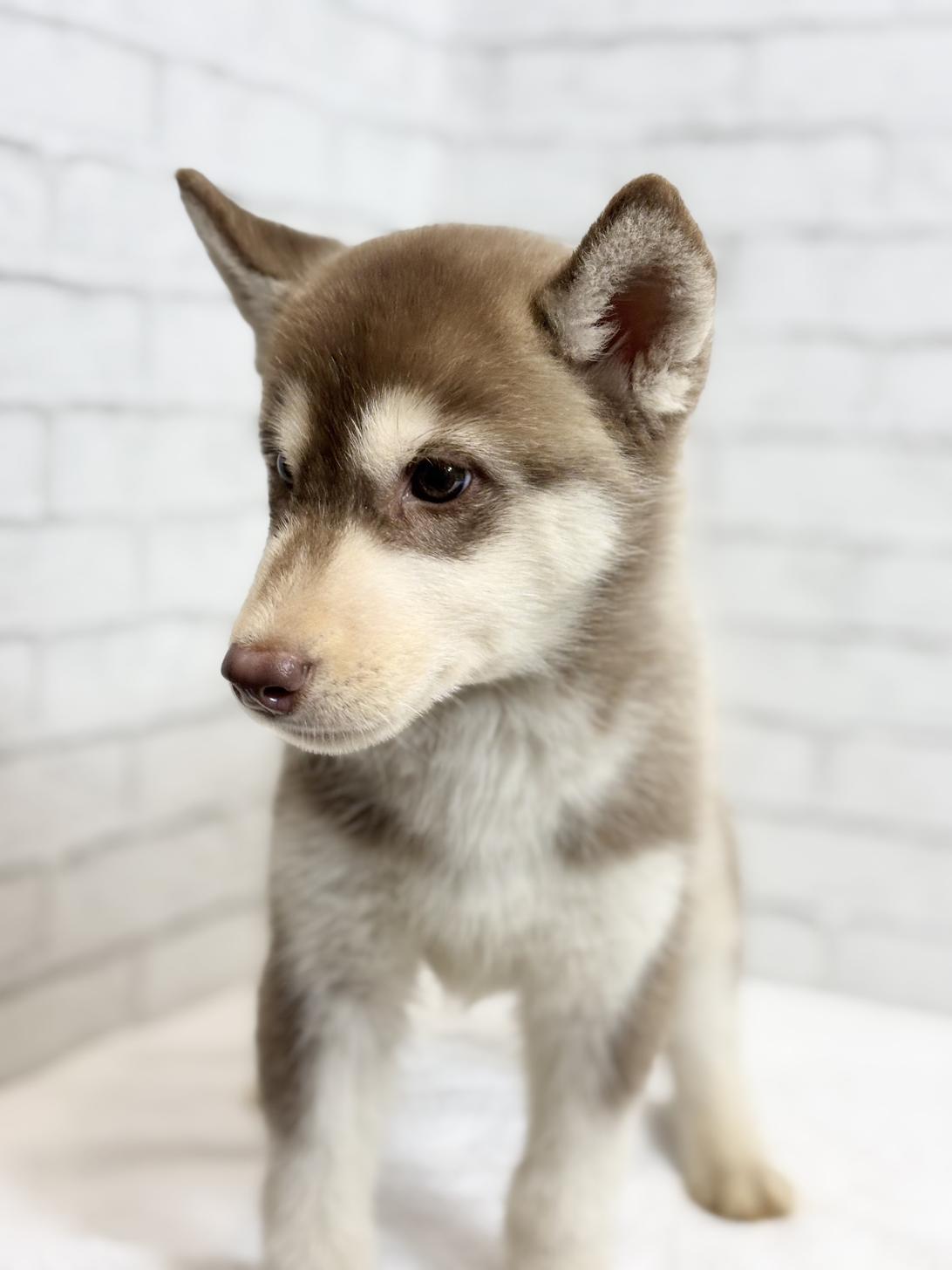 埼玉県のシベリアンハスキー (ペッツスマイル加須インター店/2025年8月30日生まれ/女の子/チョコレートホワイト)の子犬の4枚目の画像