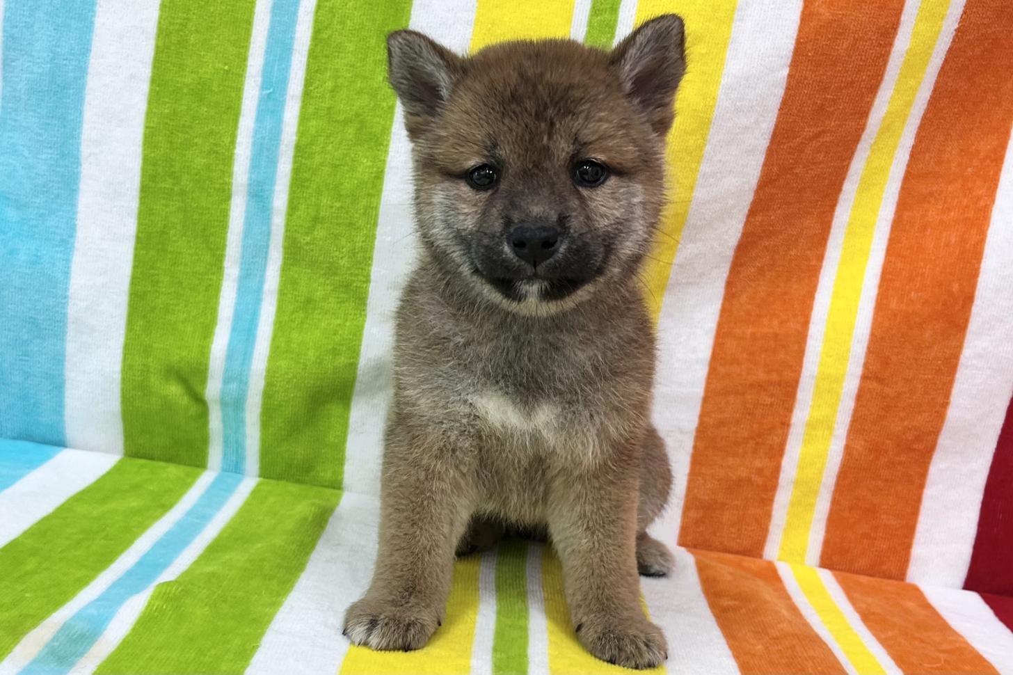 愛知県の柴犬(標準サイズ) (ハピースペット一宮三条アミーゴ店/2026年3月17日生まれ/女の子/赤)の子犬の1枚目の画像