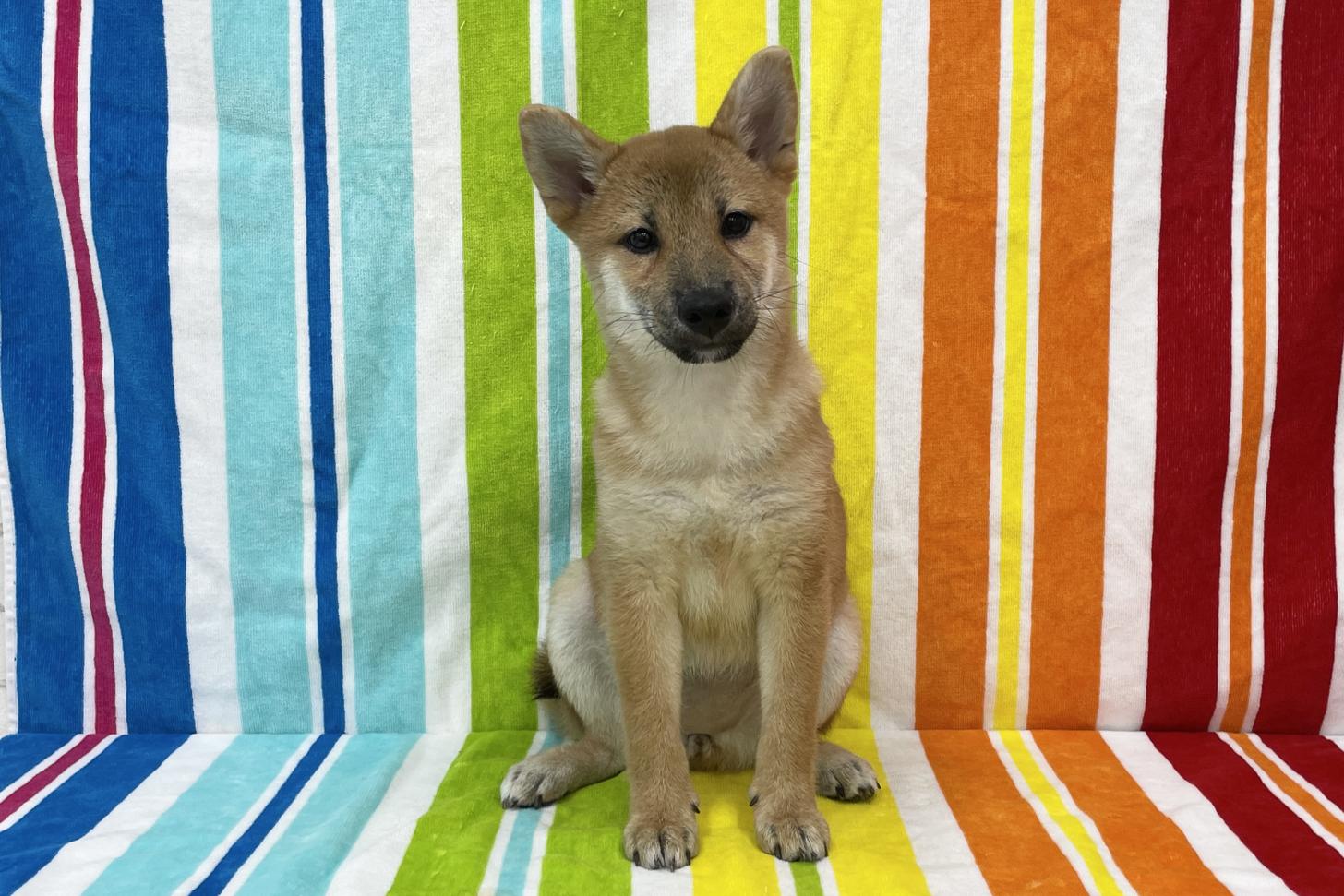 愛知県の柴犬(標準サイズ) (ハピースペット一宮三条アミーゴ店/2026年3月17日生まれ/女の子/赤)の子犬の1枚目の画像