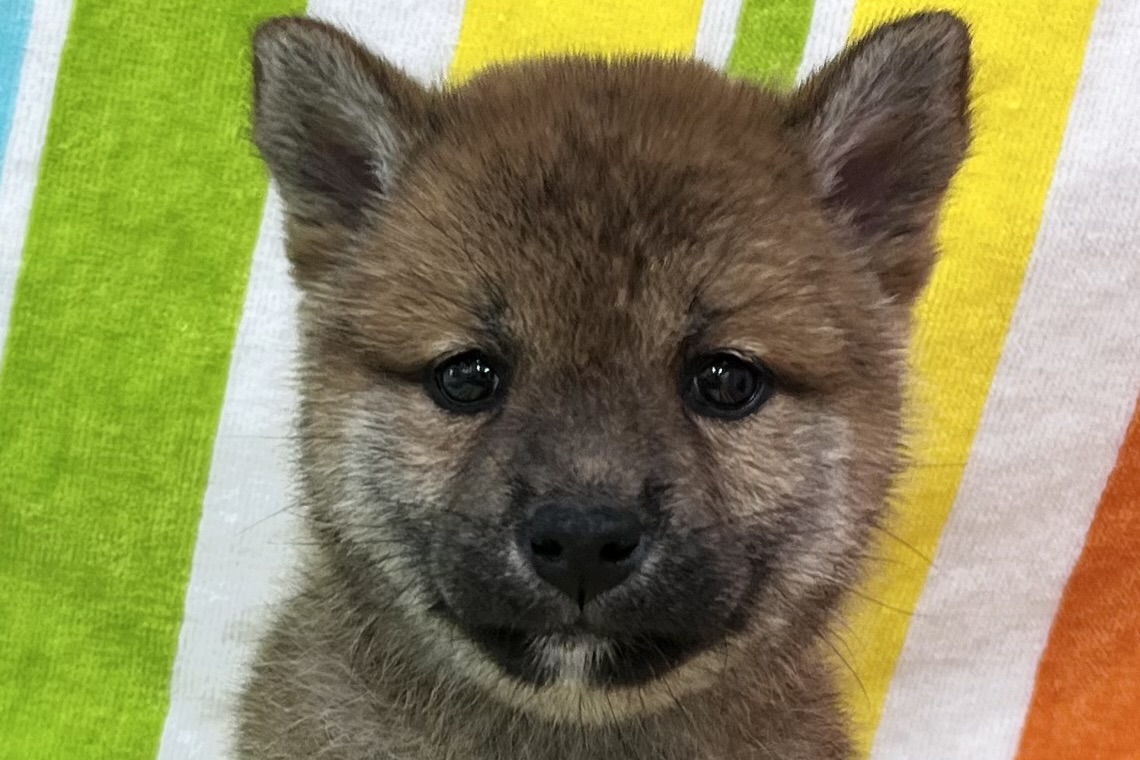 愛知県の柴犬(標準サイズ) (ハピースペット一宮三条アミーゴ店/2026年3月17日生まれ/女の子/赤)の子犬の2枚目の画像
