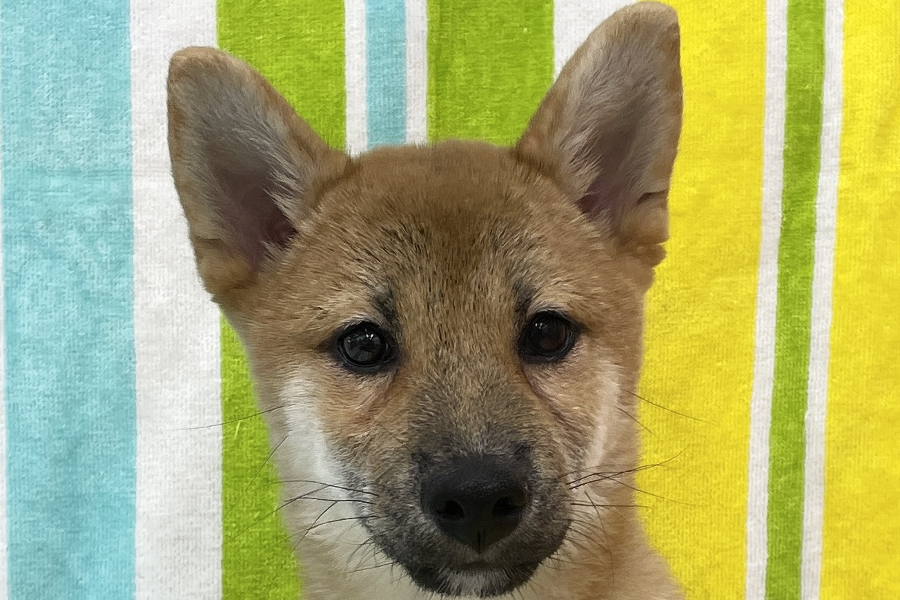 愛知県の柴犬(標準サイズ) (ハピースペット一宮三条アミーゴ店/2026年3月17日生まれ/女の子/赤)の子犬の2枚目の画像