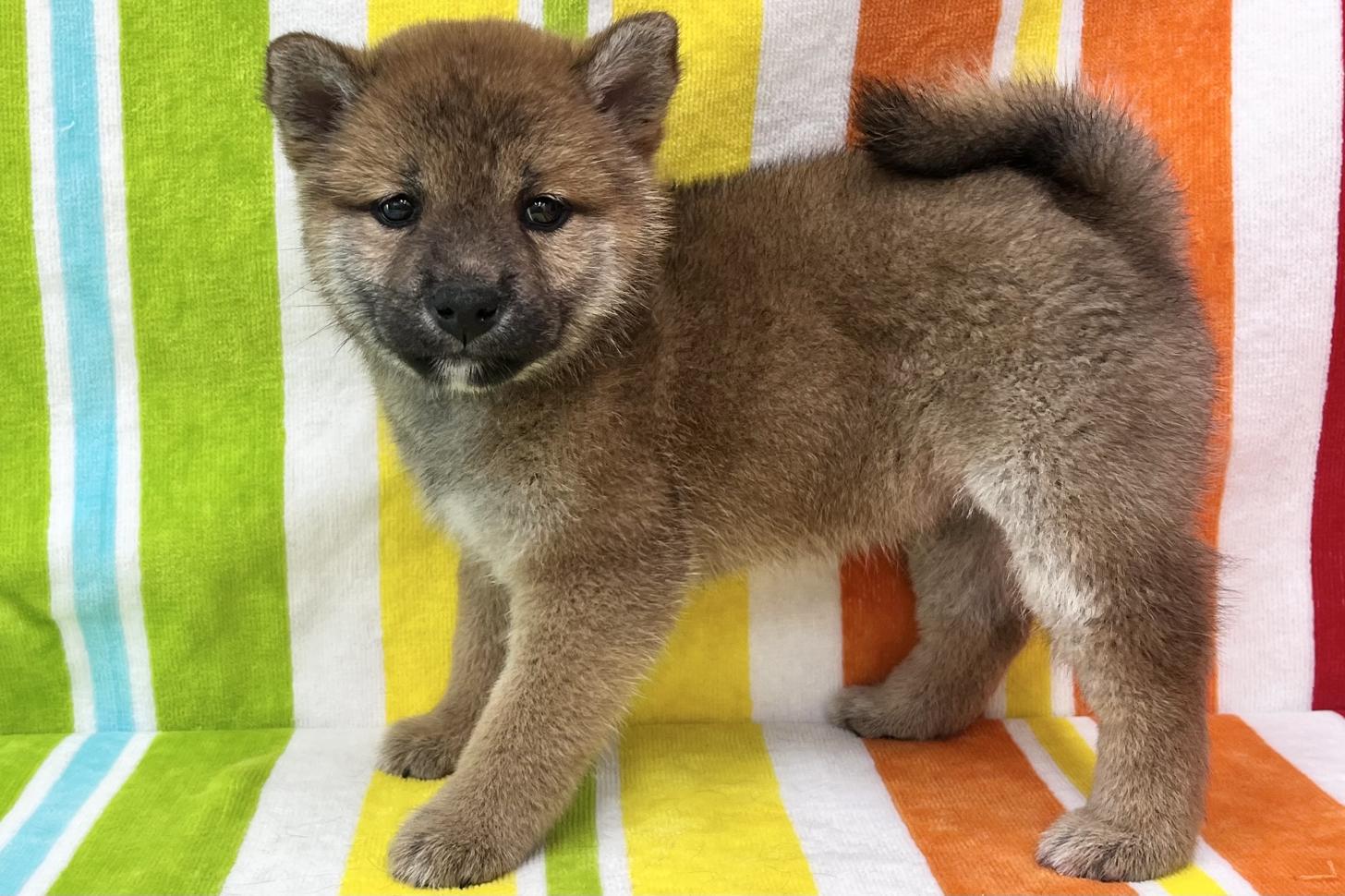 愛知県の柴犬(標準サイズ) (ハピースペット一宮三条アミーゴ店/2026年3月17日生まれ/女の子/赤)の子犬の3枚目の画像