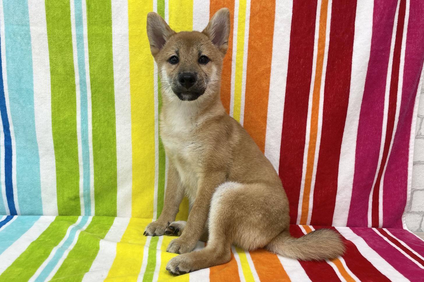 愛知県の柴犬(標準サイズ) (ハピースペット一宮三条アミーゴ店/2026年3月17日生まれ/女の子/赤)の子犬の3枚目の画像