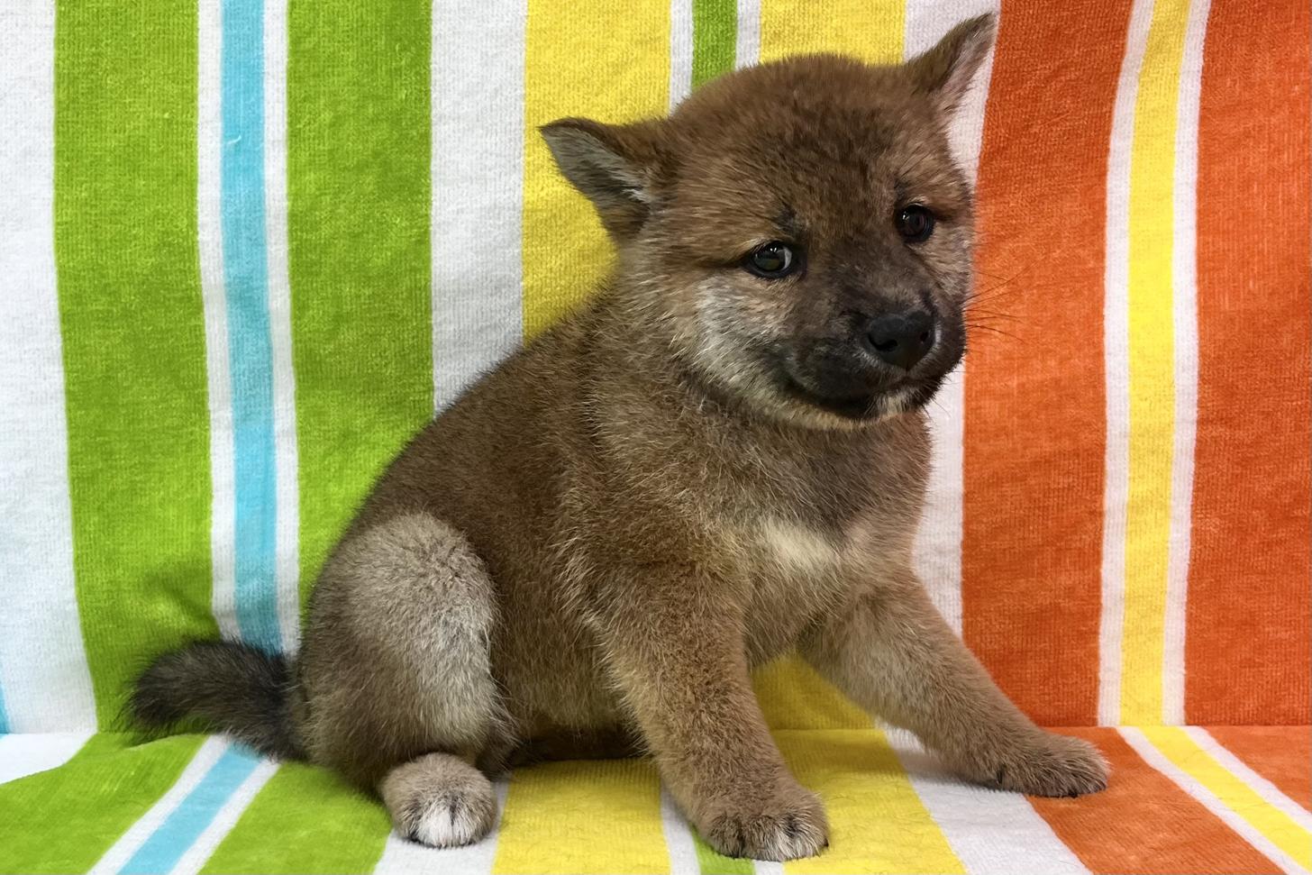 愛知県の柴犬(標準サイズ) (ハピースペット一宮三条アミーゴ店/2026年3月17日生まれ/女の子/赤)の子犬の4枚目の画像