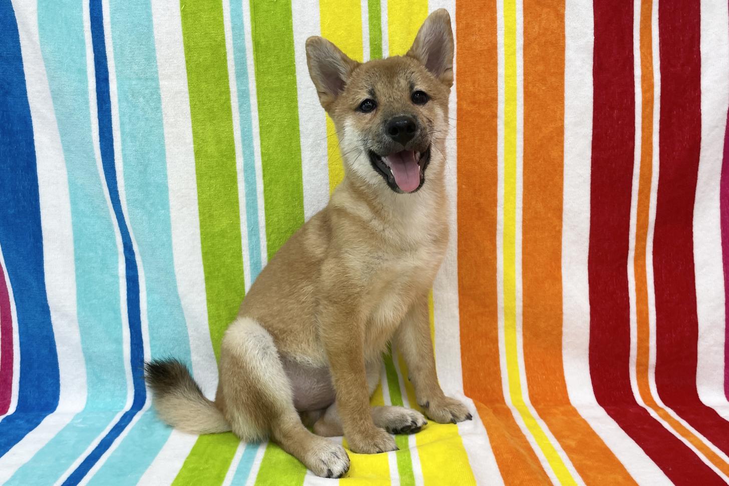 愛知県の柴犬(標準サイズ) (ハピースペット一宮三条アミーゴ店/2026年3月17日生まれ/女の子/赤)の子犬の4枚目の画像
