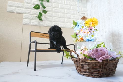 滋賀県のトイプードル(トイ) (いっぷく湖南店/2025年5月31日生まれ/女の子/ブラック)の子犬の1枚目の画像