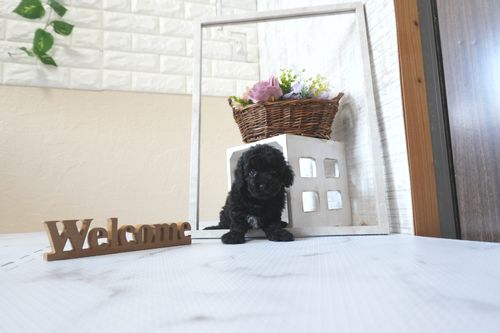 滋賀県のトイプードル(トイ) (いっぷく湖南店/2025年5月31日生まれ/女の子/ブラック)の子犬の2枚目の画像