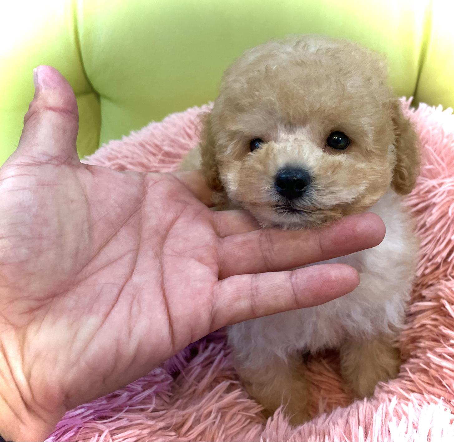 神奈川県のタイニープードル (Puppyカフェ/2025年5月1日生まれ/男の子/アプリコット)の子犬の1枚目の画像