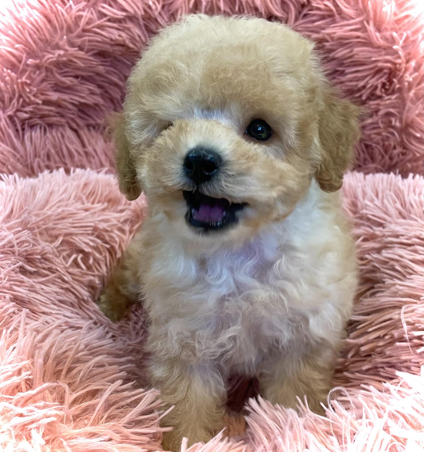 神奈川県のタイニープードル (Puppyカフェ/2025年5月1日生まれ/男の子/アプリコット)の子犬の2枚目の画像